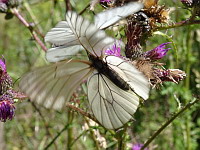 Papillon, Le Gaze - Aporia crataegi (ph. Mrugala F., Chamelet, 2018-06)(5)